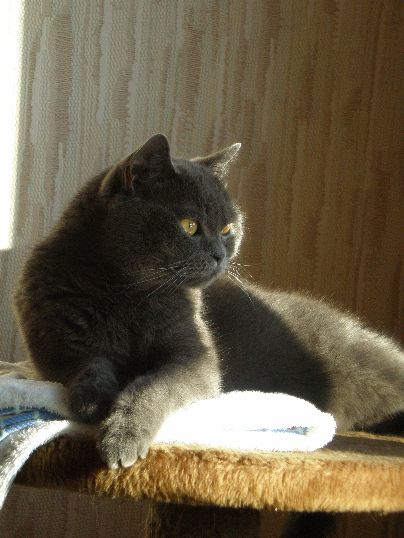 Кошка Жасмин. Фото А. Князева